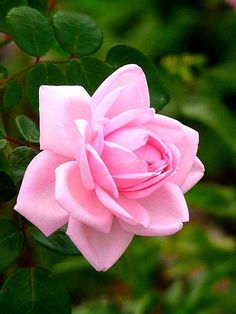 Pretty Roses, Flower Pictures, Celebrities Male, Pink Roses, Beautiful Flowers