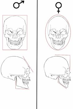 the diagram shows how to draw a human skull with different angles and head features for each part of the body