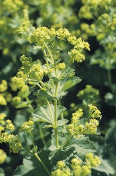 a plant with green leaves and yellow flowers