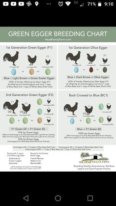 the green egg breeding chart for chickens