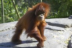 an orangutan standing on top of a rock