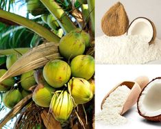 coconuts and flour are shown in three different pictures, including one with green leaves