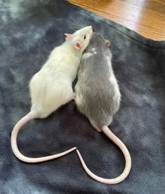 two rat mice cuddle together on a black blanket in front of a wooden table