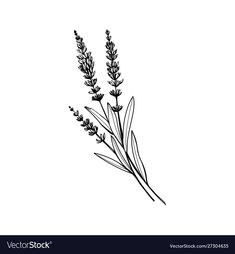 lavender flower drawing on white background