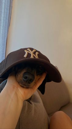 a small dog wearing a new york yankees hat