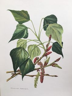 a drawing of some green leaves and flowers