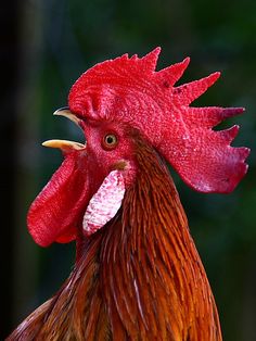 a close up of a rooster's head with trees in the background