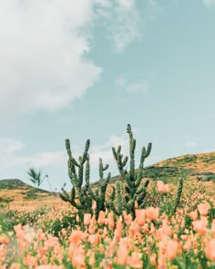 an orange flower field with cactus trees in the background