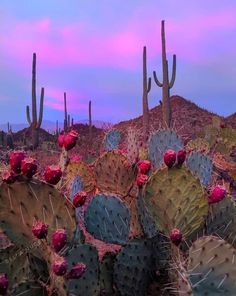 many cactus plants in the desert with pink and blue sky behind them at sunset or dawn