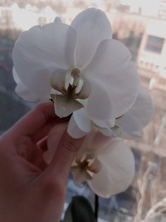 a hand holding a white flower in front of a window with cityscape behind it