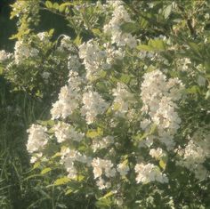 some white flowers and green leaves in the sun