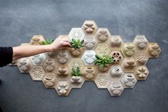 a person is placing succulents in the shape of hexagonal tiles