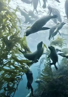 a group of sea lions swimming in the ocean with kelp plants and algaes