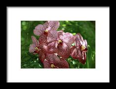 orchids, red, flower, bloom, blossom, plant, nature, naples botanical garden, florida, michiale schneider photography Garden Florida, Never Enough, Botanical Garden, Frame Shop, Flowers Photography, In Bloom, How To Be Outgoing, Naples, Botanical Gardens