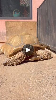 a tortoise walking on the ground in front of a building with a window