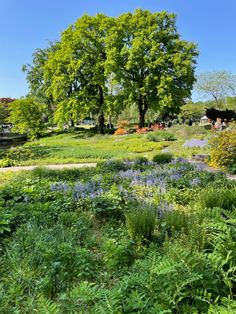 a lush green field filled with lots of flowers