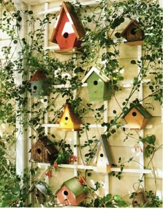 many bird houses are hanging on the wall