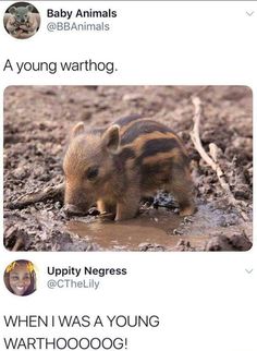 a baby warthog drinking water from a puddle with caption that reads, when i was a young warthog