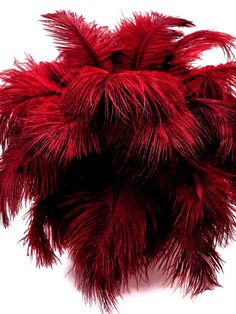 a close up of a red feathered object on a white background with room for text