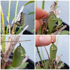 the caterpillars are attached to the plant and ready to be hatched