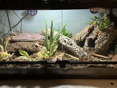 an aquarium with plants and rocks in it