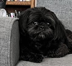 a small black dog sitting on top of a gray couch next to a book shelf