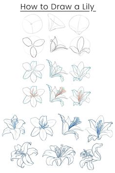 how to draw lily flowers with colored pencils on white paper, including blue and red ink