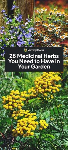 the cover of 28 medical herbs you need to have in your garden