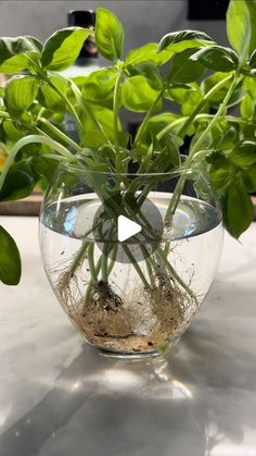 a glass bowl filled with plants on top of a white countertop next to green leaves