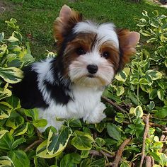 a small brown and white dog sitting on top of a lush green field next to bushes