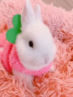 a small white rabbit wearing a pink shirt and green bow tie sitting on a fluffy pink blanket