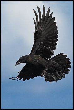 a large black bird flying through the air