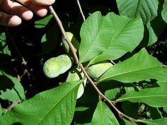 a person holding onto a branch with leaves on it and some fruit hanging from it