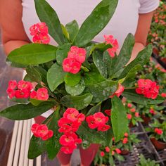 a woman is holding a potted plant with red flowers in front of other plants