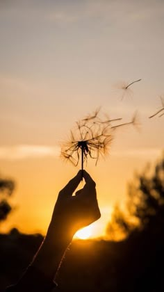 a person holding a dandelion in front of the sun