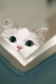 a white cat peeking out from behind a window