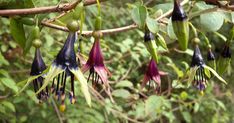 several flowers hanging from a tree branch in the forest with green leaves and brown branches