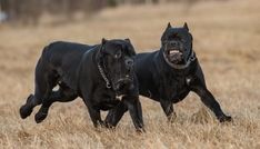 two large black dogs running through a dry grass field