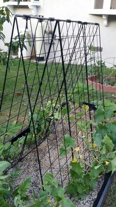 an outdoor garden with plants growing in it