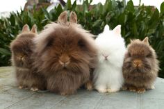 three rabbits are sitting next to each other in front of some plants and bushes on the ground