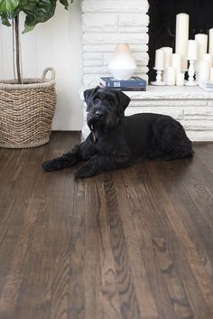 a black dog laying on top of a wooden floor next to a white fire place