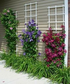 some flowers are growing on the side of a house