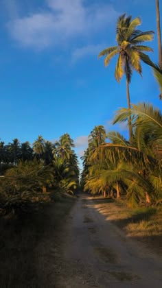 a dirt road surrounded by palm trees under a blue sky