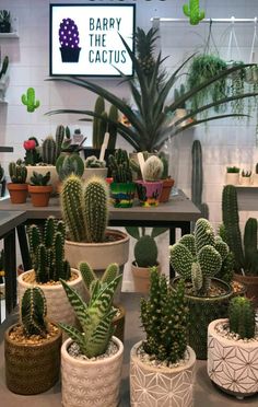 many different types of cactus in pots on a table with a sign that says barry the cactus