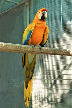 a colorful bird sitting on top of a wooden perch