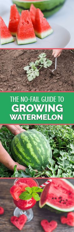 the no fail guide to growing watermelon