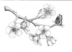 a pencil drawing of flowers and a butterfly