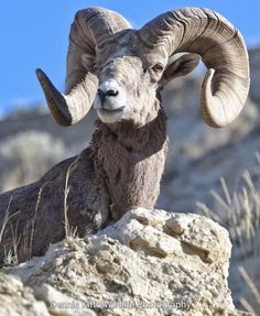 a ram with large horns sitting on top of a rock