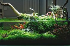 an aquarium filled with green plants and other aquatic creatures in it's display case