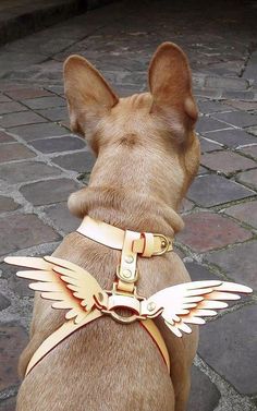 a brown dog wearing a pink harness with angel wings on it's chest and collar